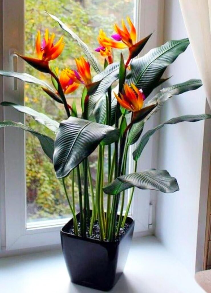 Bird of Paradise Plant For Living Room