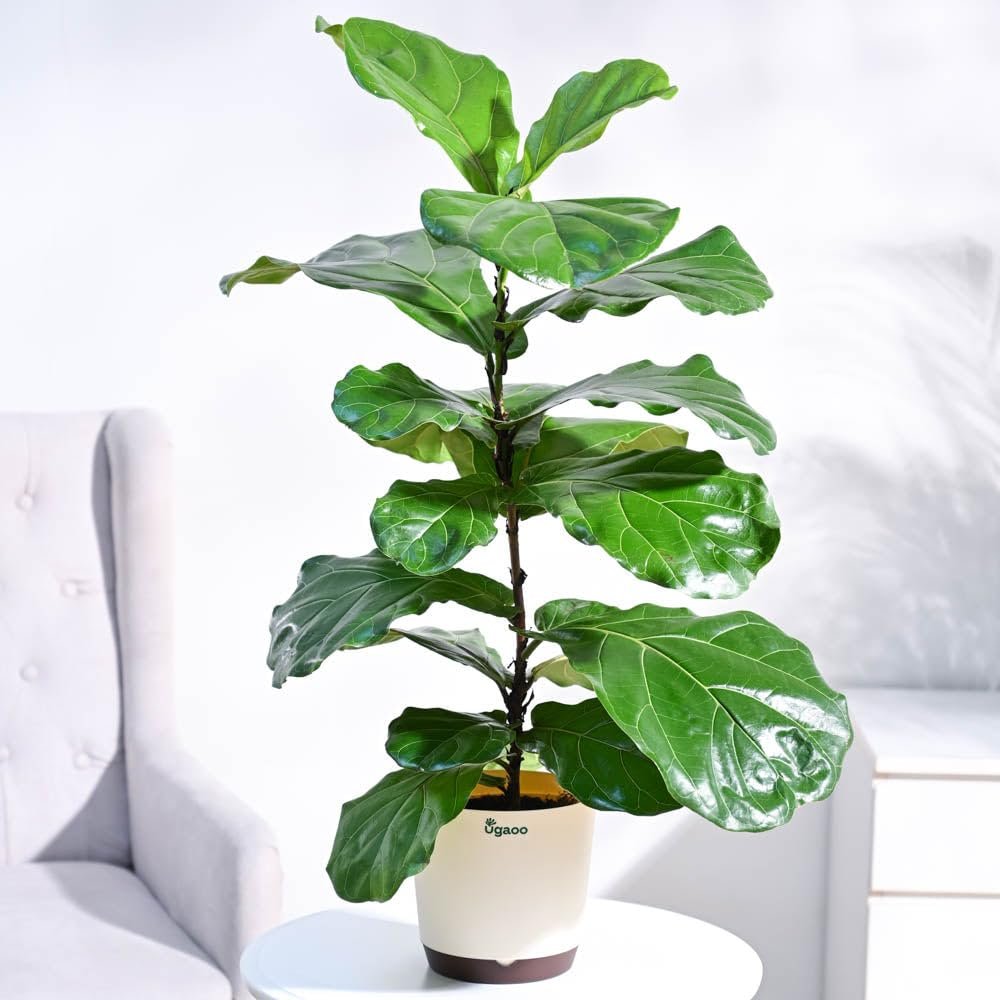 Fiddle-Leaf Fig For Living Room