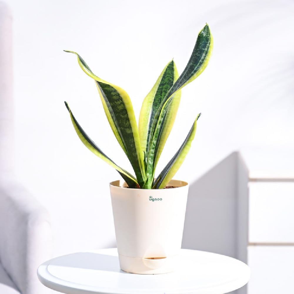 Snake Plant For Living Room