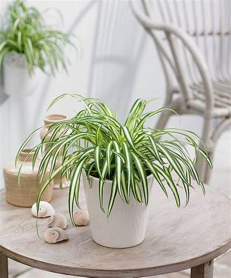 Spider Plant For Living Room