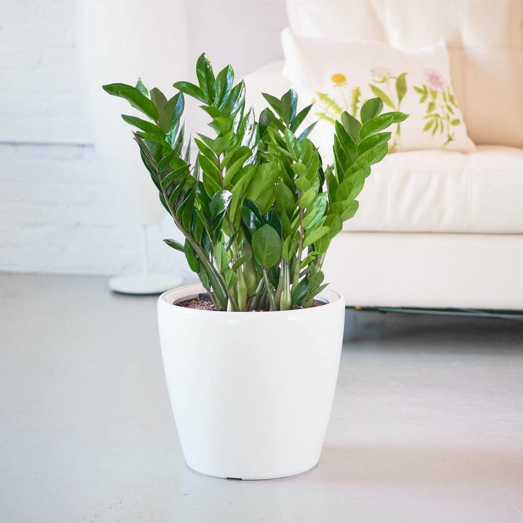 ZZ Plant For Living Room