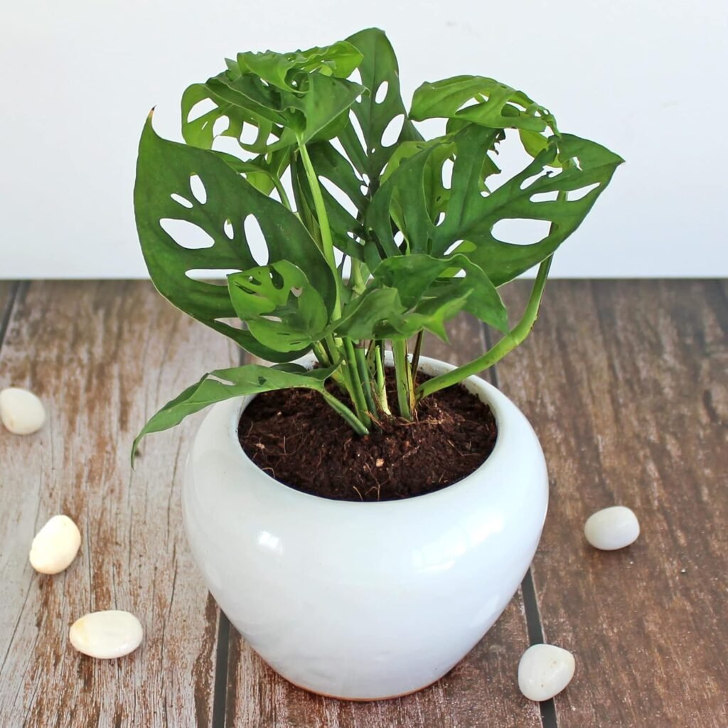large plant pot ceramic indoor monstera