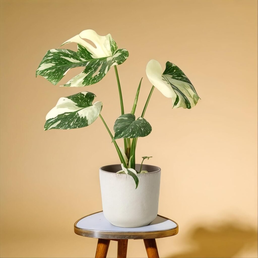 large plant pot indoor monstera minimalist